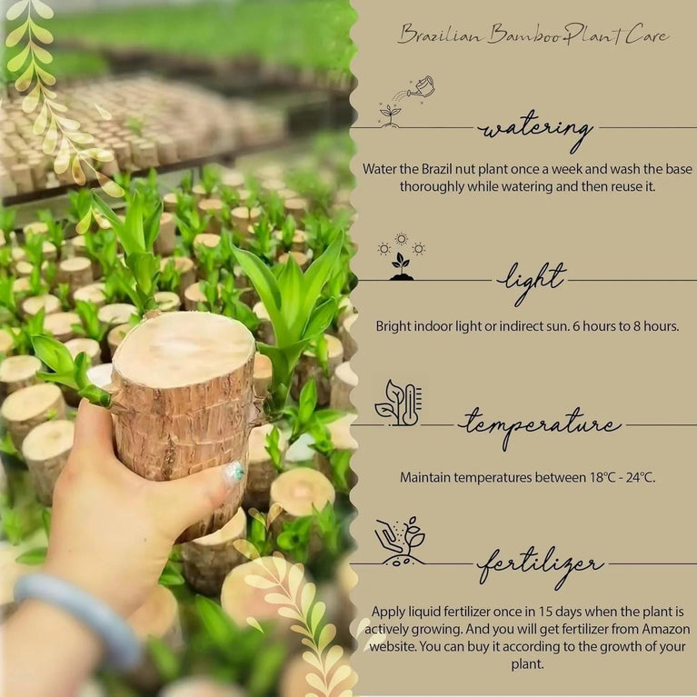 BD Brazilian Lucky Wood, Mini Home Plant Decorations