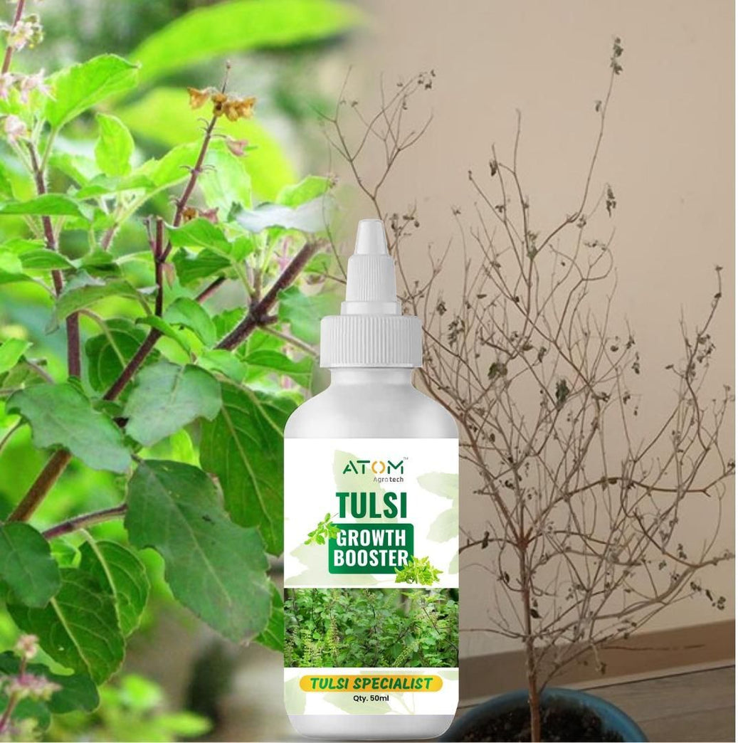 Tulsi Growth Booster Pack of 2