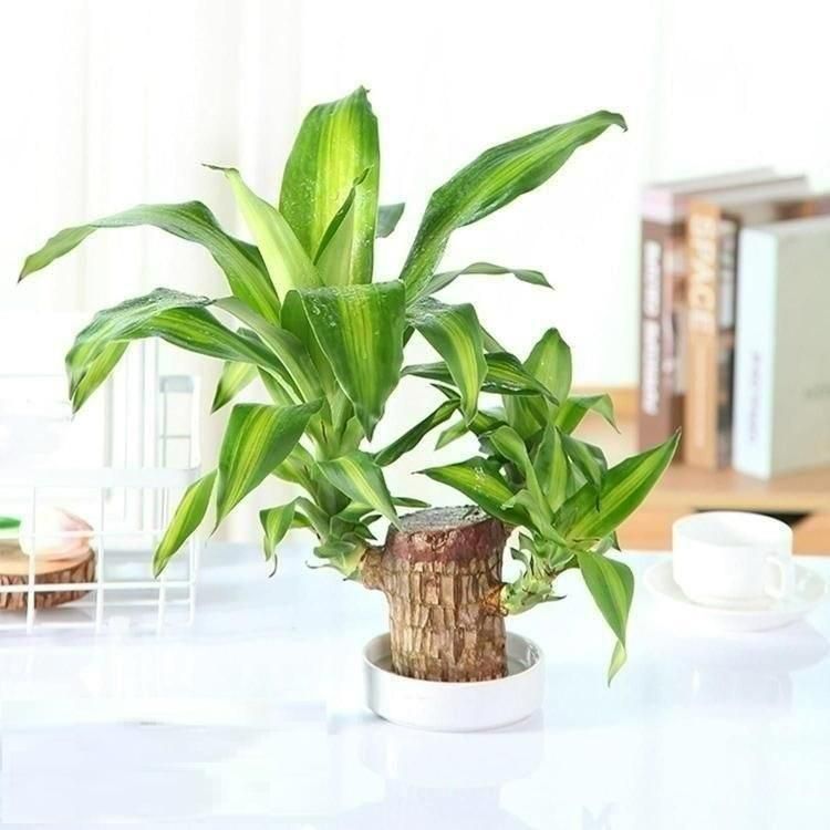 Brazilian Lucky Wood Mini Home Plant Decorations