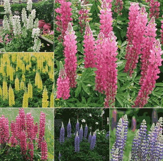 Lupine Blossoms - Seeds