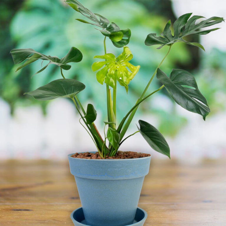 Heavy Plastic Flower Pots With Tray (1 Pc)