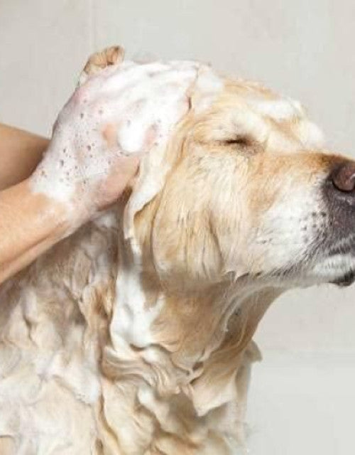 Anti-Itch Dog Shampoo Ditch to Itch (Pack of 1)