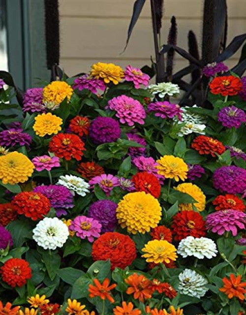 Mixed flower seeds (multicolour) pack of 100 seeds