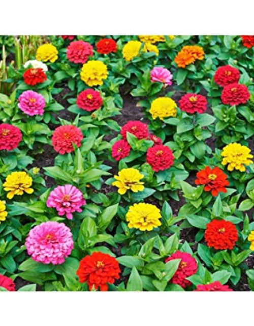 Mixed flower seeds (multicolour) pack of 100 seeds