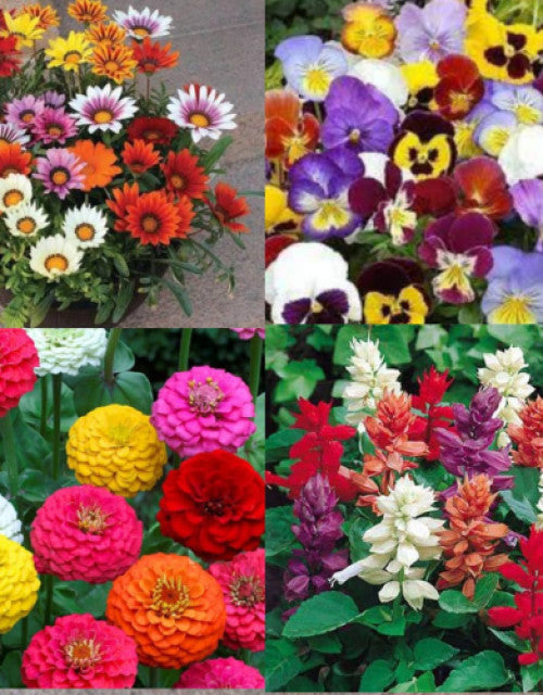 Mixed flower seeds (multicolour) pack of 100 seeds