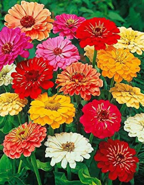 Mixed flower seeds (multicolour) pack of 50 seeds