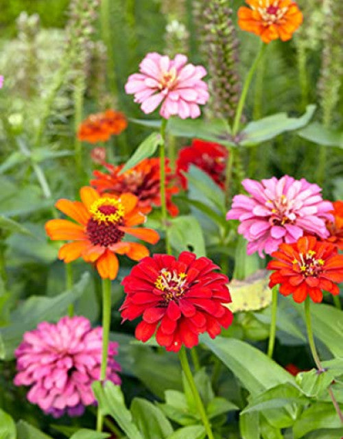 Mixed flower seeds (multicolour) pack of 50 seeds