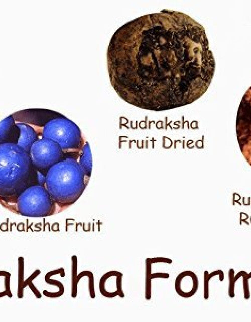 Seven Mukhi Rudraksha bead Original