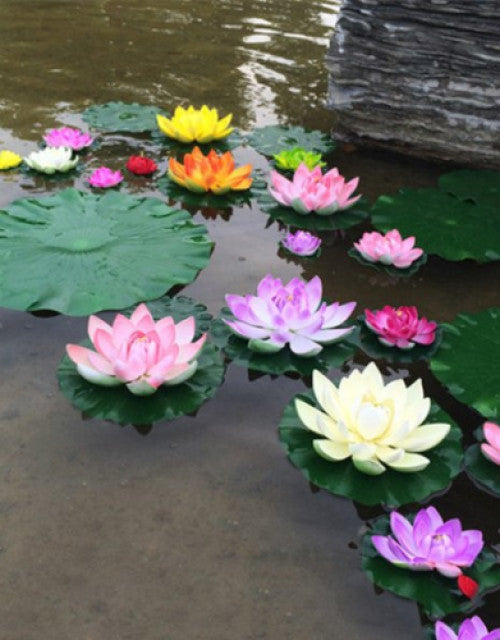 Water Lily Flower Seeds (Pack Of 1)