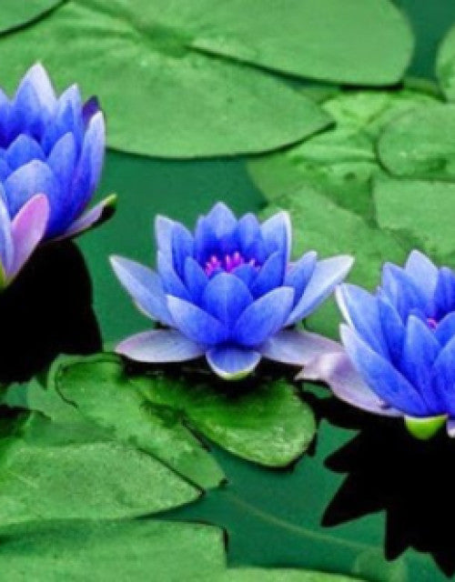 Water Lily Flower Seeds (Pack Of 1)