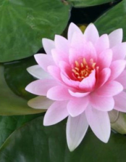 Water Lily Flower Seeds (Pack Of 1)